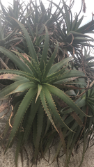 Aloe arborescens
