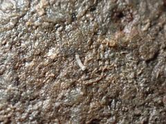 Caecum