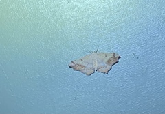 Dissomorphia australiaria