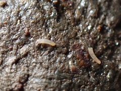 Caecum
