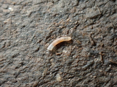 Caecum