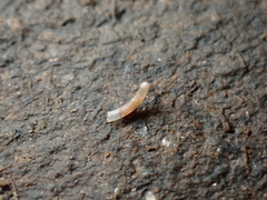 Caecum