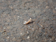 Caecum