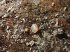 Lasaeidae