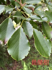 Trochodendron aralioides