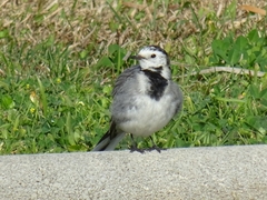 Motacilla alba
