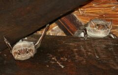 Taphozous mauritianus