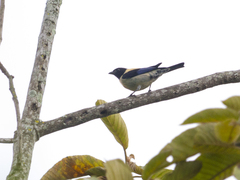 Stilpnia cyanoptera
