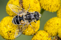 Eristalis abusiva