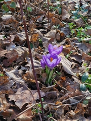 Crocus heuffelianus