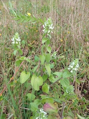 Stachys ocymastrum