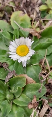 Bellis perennis
