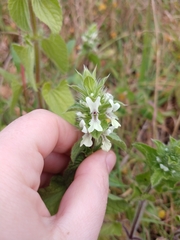 Stachys ocymastrum