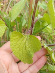 Stachys ocymastrum
