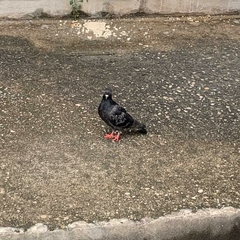 Columba livia domestica