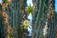 Cereus hildmannianus