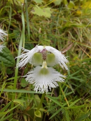 Huttonaea grandiflora