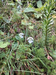 Huttonaea grandiflora