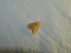 Calamoschoena stictalis