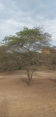 Prosopis pallida