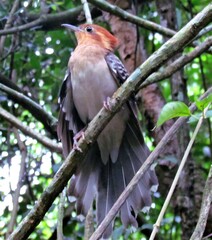 Dromococcyx pavoninus