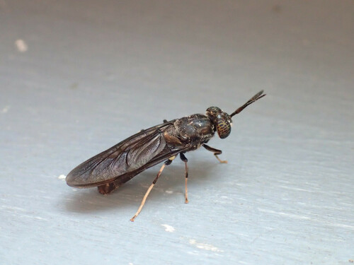 Black Soldier Fly photo 6