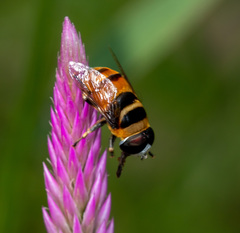 Phytomia