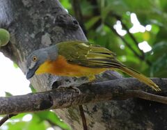 Malaconotus blanchoti
