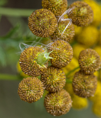 Rhopalomyia tanaceticola