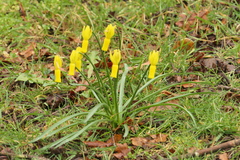 Narcissus cyclamineus