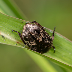 Protaetia acuminata