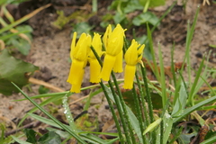 Narcissus cyclamineus