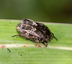 Protaetia acuminata