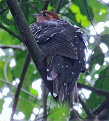 Dromococcyx pavoninus
