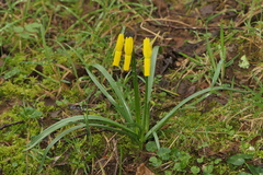 Narcissus cyclamineus