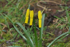 Narcissus cyclamineus