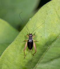 Trigonidium cicindeloides