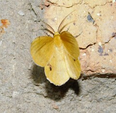 Petrodava leucicolor