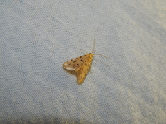 Calamoschoena stictalis