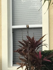 Thryothorus ludovicianus