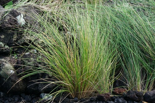 rock fescue