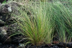 Festuca petraea