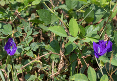 Clitoria ternatea