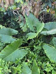 Xanthosoma sagittifolium