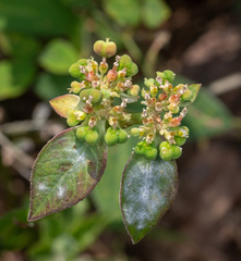 Euphorbia heterophylla