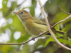 Pachysylvia aurantiifrons