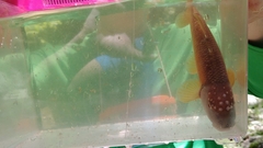 Nocomis leptocephalus