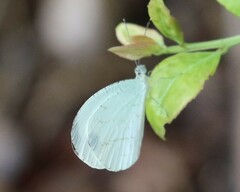 Leptosia alcesta