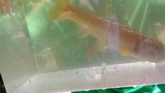 Nocomis leptocephalus