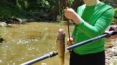 Nocomis leptocephalus